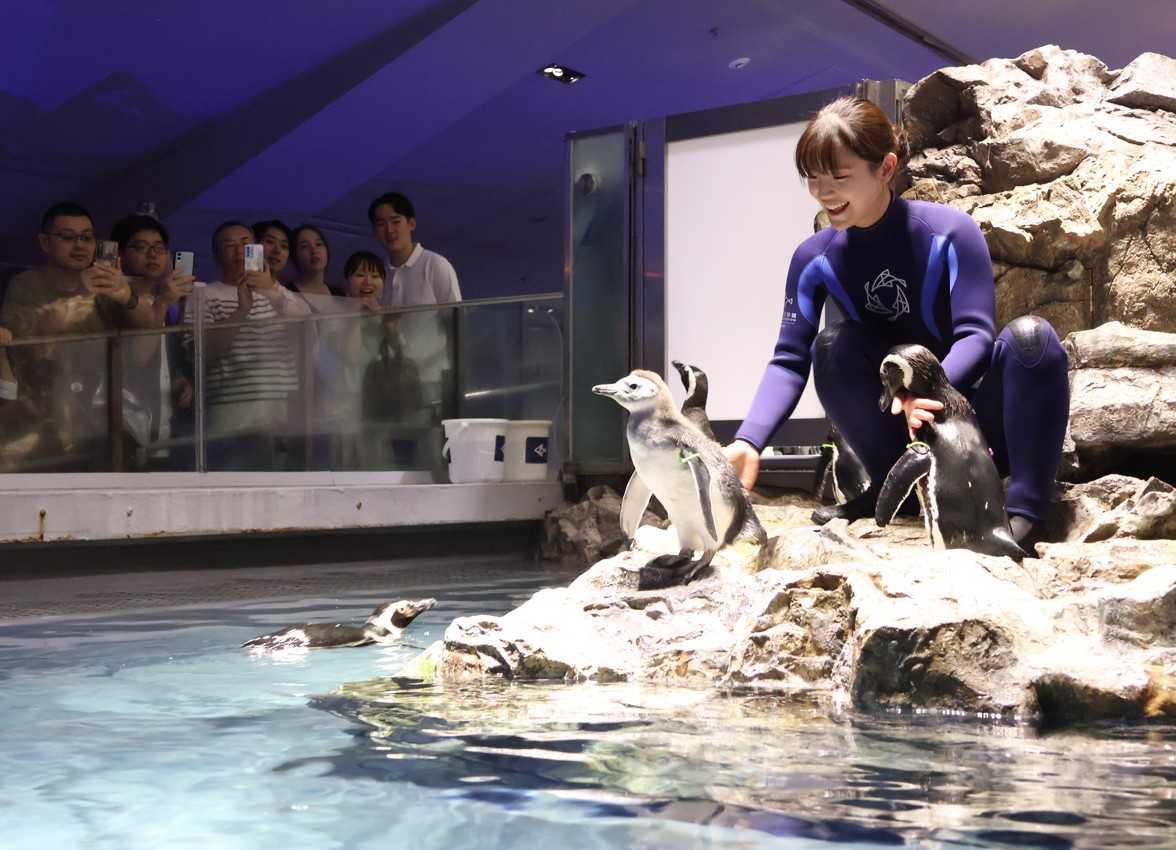 「すみだ水族館」の人気アイドル、マゼランペンギンの赤ちゃん「じんべい」プールデビュー成功！１１日には「きび」が挑戦、“大人の階段”への第一歩！