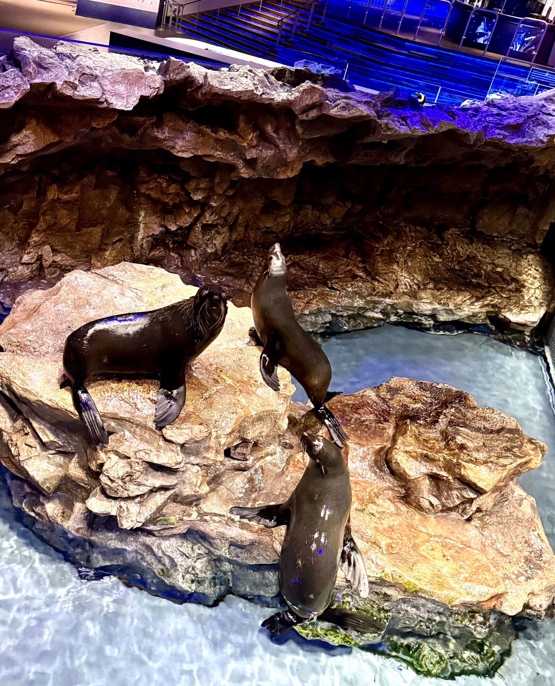 「すみだ水族館に暮らしているのは、アシカでもアザラシでもなくオットセイである」人気のオットセイたち